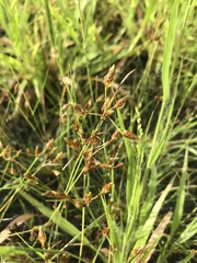 Fimbristylis dichotoma dichotoma
