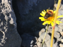 Eristalis intricaria