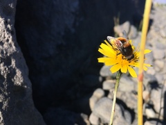 Eristalis intricaria