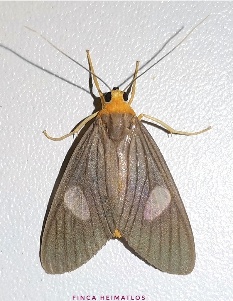 Neritos sorex
