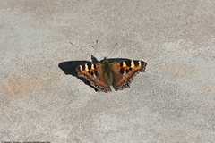 Aglais caschmirensis