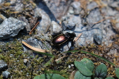 Pterostichus bicolor
