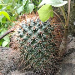 Mammillaria hamata