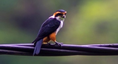 Microhierax caerulescens