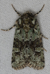 Lacinipolia strigicollis