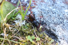 Pterostichus bicolor