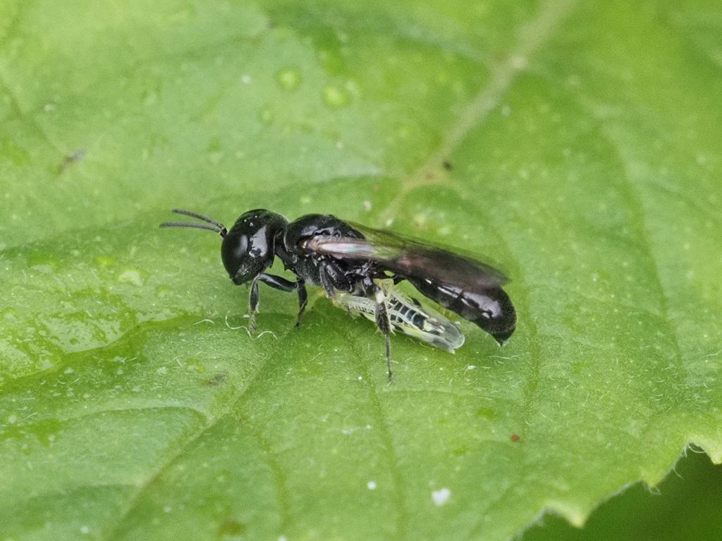 Crossocerus podagricus