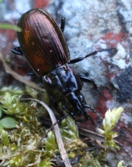 Pterostichus bicolor