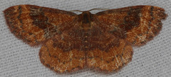 Leptostales rubromarginaria