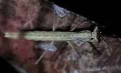 Litaneutria pacifica