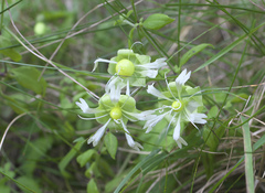 Silene baccifera japonicus