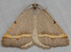 Macaria guenearia