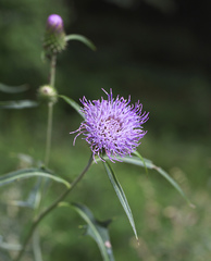 Cirsium suzukaense