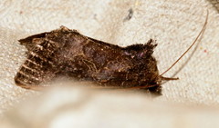 Thysanoplusia reticulata