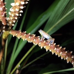 Diasporus diastema