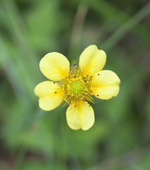 Geum japonicum