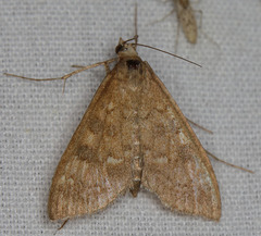 Mecyna mustelinalis