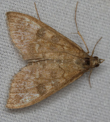 Mecyna mustelinalis