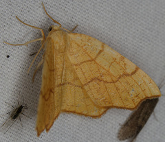 Nematocampa brehmeata