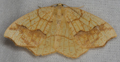 Nematocampa brehmeata