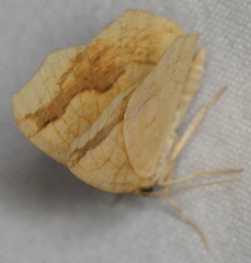 Nematocampa brehmeata