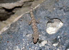 Mediodactylus