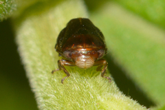 Clastoptera xanthocephala