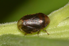 Clastoptera xanthocephala