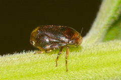 Clastoptera xanthocephala