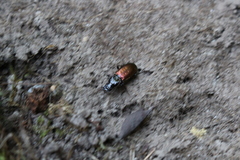 Pterostichus bicolor