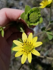 Silphium glutinosum