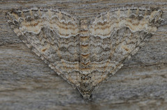 Perizoma custodiata