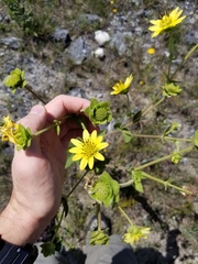 Silphium glutinosum
