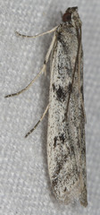 Phycitodes mucidella