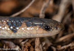 Aparallactus capensis