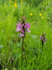 Pedicularis sudetica interioroides