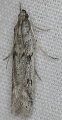 Phycitodes mucidella