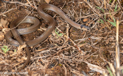 Aparallactus capensis