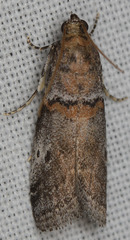 Acrobasis comptella