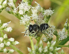 Litomegachile