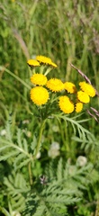 Tanacetum vulgare boreale