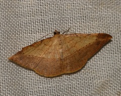 Pseudonadagara semicolor