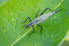 Oecanthus nigricornis