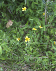 Geum japonicum