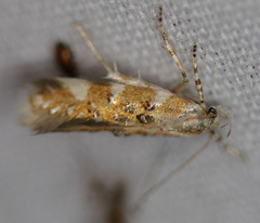 Stagmatophora iridella