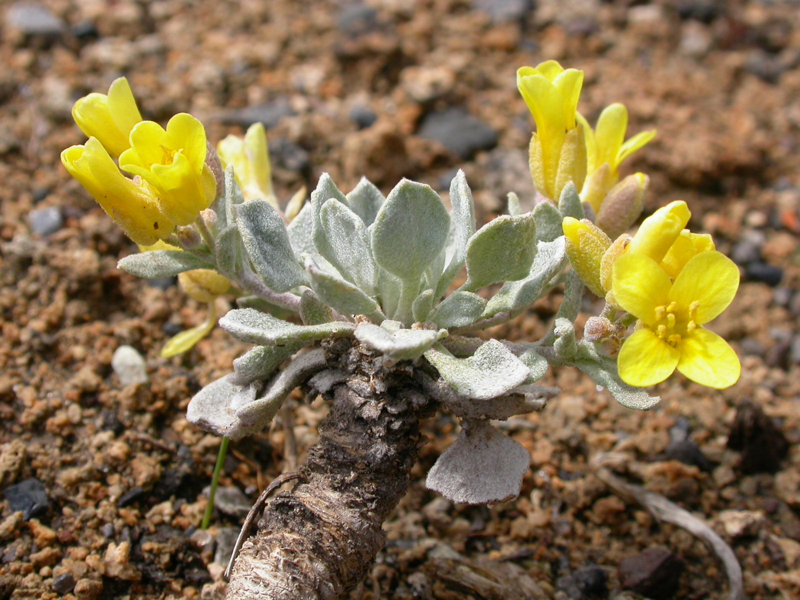 Physaria