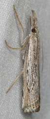 Thaumatopsis repandus