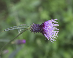 Cirsium suzukaense