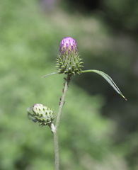 Cirsium suzukaense