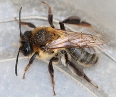 Andrena scotica